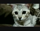 見つめる仔猫