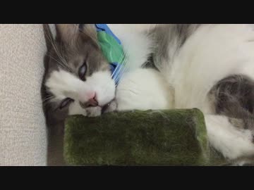 うちの毛玉がただ寝てるだけ。