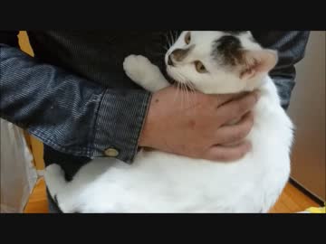エンジンふかす猫といつもよりちょっと優しいおっさん