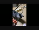 取って来いするだけの猫