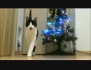 玄関開けたらクリスマスにゃんこ