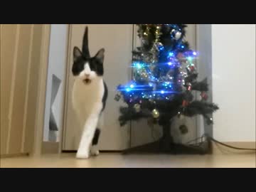 玄関開けたらクリスマスにゃんこ