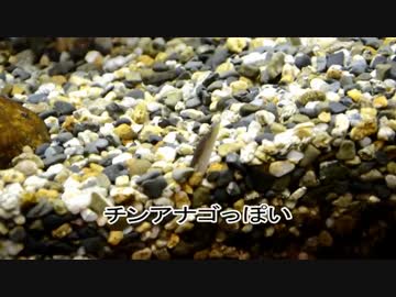 うなぎの幼魚がチンアナゴっぽい