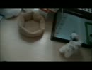 【ししまる 005】初めての掃除機にししまるは・・・
