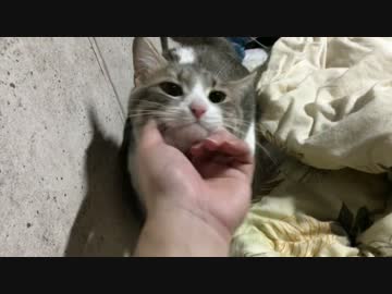 さよなら捨て猫3兄弟！末っ子とのお別れ前夜