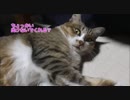 ちょっかい出されてギロリと睨む猫。