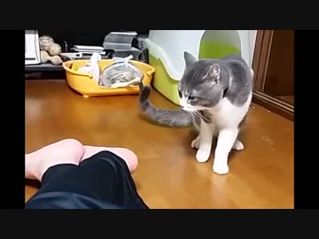 かみつかれてもオトモダチ(2016.11)