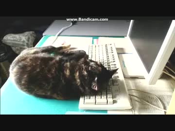 ~(=^･ω･^)ﾉ また落ちたｗ　ドジっ子あず