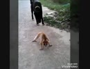 スローロリス VS 犬