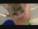 子猫が捨てられていたので持ち帰って水責めしてみたら・・・