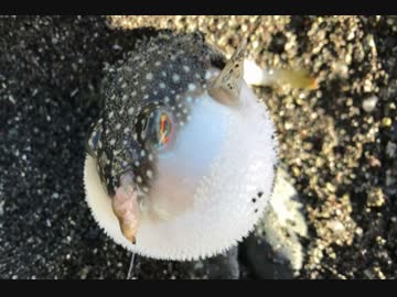 釣り動画ロマンを求めて　15釣目（国府津海岸）