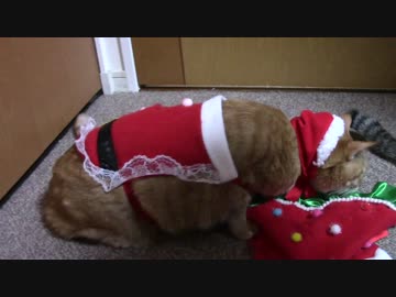 拾いねこ＠生後1631/1598日目　めりくりー（いぶ