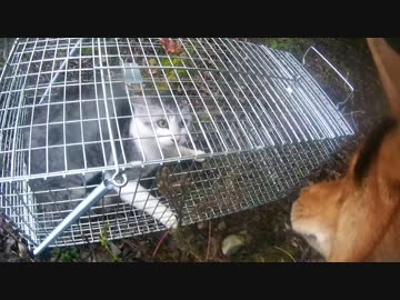 【狩猟？】罠にかかったネッコと戯れるイッヌ　新米猟師ry10