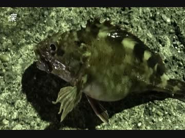 釣り動画ロマンを求めて　16釣目（ふれーゆ裏：夜釣り）