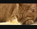 生國魂のねこ