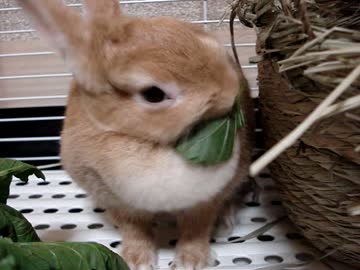 大葉を食べるうさぎさん