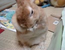 うさぎさんの一番かわいい仕草