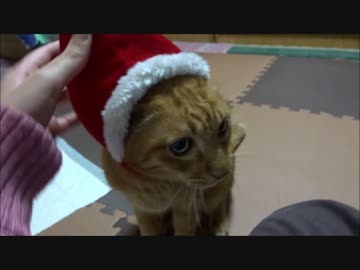 クリスマスなので恒例のコスプレをネコさんにお願いしました