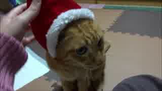 クリスマスなので恒例のコスプレをネコさんにお願いしました