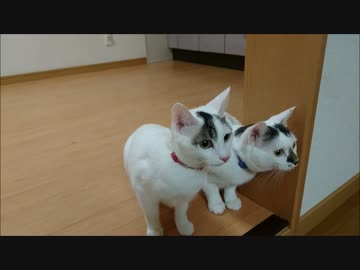 猫を引っ越し前の新居に連れてきてみた