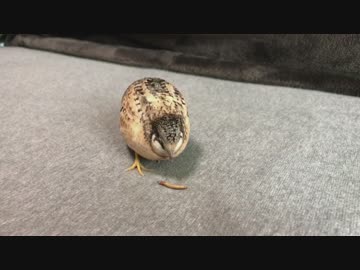 ヒメウズラの餌付け