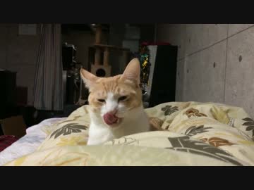 飼い主にデッレデレになって帰ってきた猫たち！【ティガロビ生活記】
