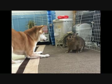 スライドショー ミミ編