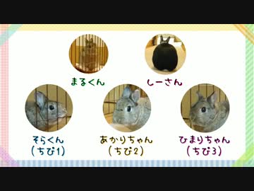 うさぎのまるくん一家（7）へやんぽの時間
