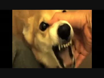 怒ってる時に口を掴まないで！！