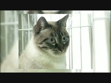 【284】ジャン❤︎ポン　保護猫から５年 凶暴猫から甘えん坊へ［長編］