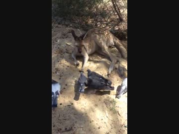 カンガルーがハトに切れてボコボコにする！【転載】