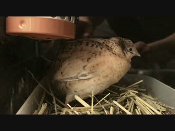 ヒメウズラの産卵