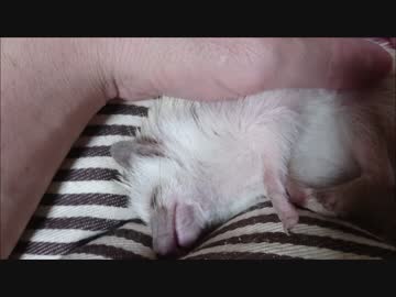 無防備に眠るハリネズミ