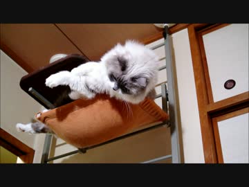 もふがもふであるために！