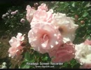 (歌ってみた)素敵な小夜曲(セレナーデ)／藤原美穂