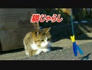 猫島に行ってみましたin宮城県石巻市田代島