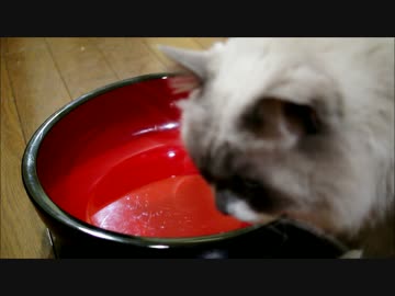 ことしもとしこしそばかにゃ