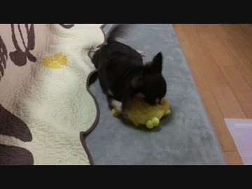 新しいオモチャに大興奮する犬