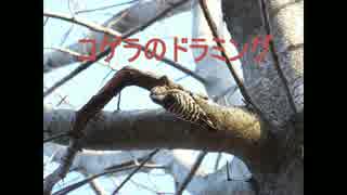 【野鳥/キツツキ】コゲラのドラミング【自然の世界】
