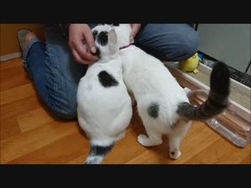 朝のお出かけ前のモフリケーション