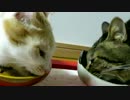 ニャ～ペロ他、取り合わせ猫の日常
