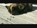 桜島にゃんことイルカ
