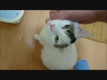 引越し前に猫に借りぐらしをさせてみた