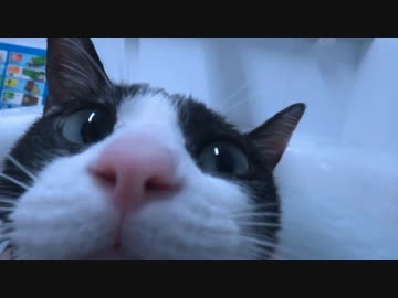 【猫風呂】猫をハンズフリーで撮影する方法