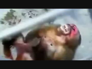 オナ猿と化した先輩