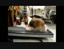 巧妙な手口でランニングマシーンをサボる犬（シェルティー）
