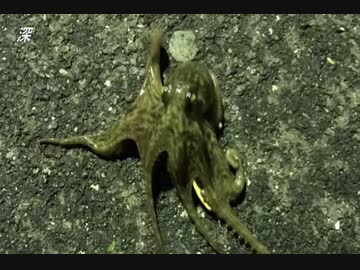 釣り動画ロマンを求めて　17釣目（ふれーゆ裏：夜釣り）