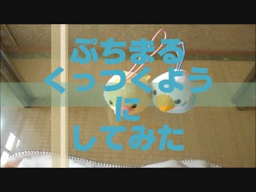 ぷちまる くっつくようにしてみた