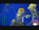 【ゆっくり】北海道の水族館見学記24
