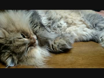 【FZ400】Various BLUE号で行く巡礼馳走「2016年ラスト・ばくおん！道志巡礼」